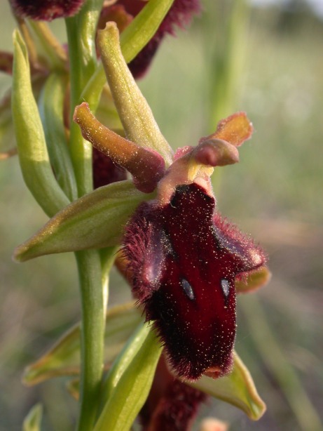 Ophrys promontorii